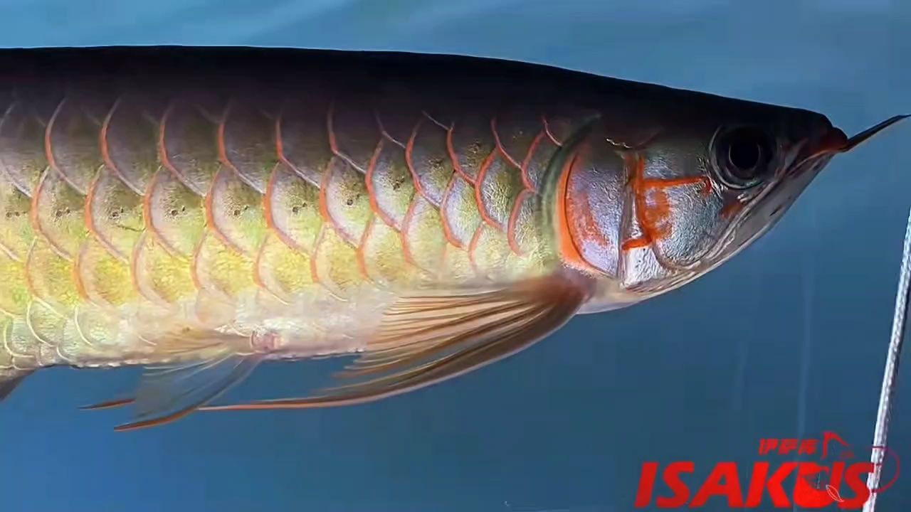 30公分的紅龍，顏色嘎嘎來了