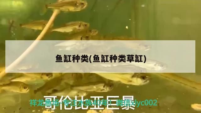 魚缸種類(魚缸種類草缸)