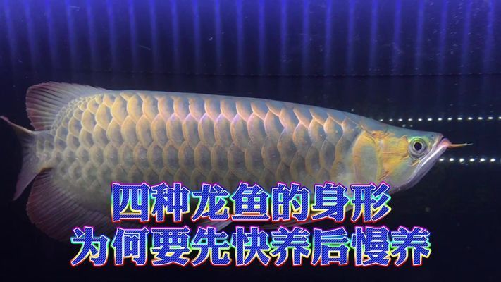 紅龍魚不愛吃食怎么辦好請幫幫忙vs祥龍魚場:全球首獲cites準證繁殖及出口龍魚的魚場 vs祥龍魚場 第5張 紅龍魚不愛吃食怎么辦好請幫幫忙vs祥龍魚場:全球首獲cites準證繁殖及出口龍魚的魚場 紅龍魚不愛吃食怎么辦好請幫幫忙vs祥龍魚場:全球首獲cites準證繁殖及出口龍魚的魚場 vs祥龍魚場 第5張