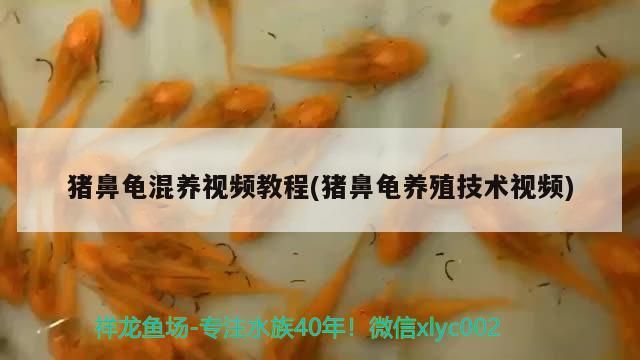 豬鼻龜混養視頻教程(豬鼻龜養殖技術視頻)