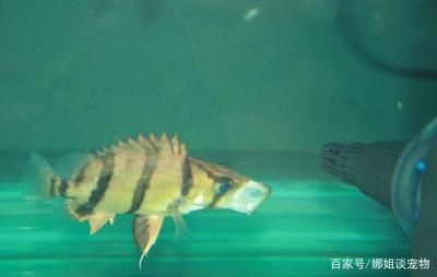 虎魚是什么魚：關于虎魚的一些詳細信息