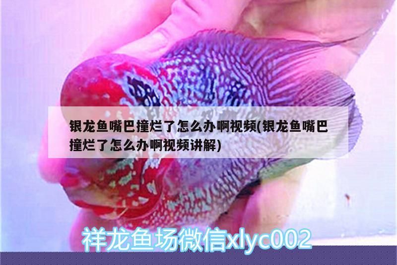 銀龍魚嘴巴撞爛了怎么辦啊視頻(銀龍魚嘴巴撞爛了怎么辦啊視頻講解) 銀龍魚嘴巴撞爛了怎么辦啊視頻(銀龍魚嘴巴撞爛了怎么辦啊視頻講解) 銀龍魚百科