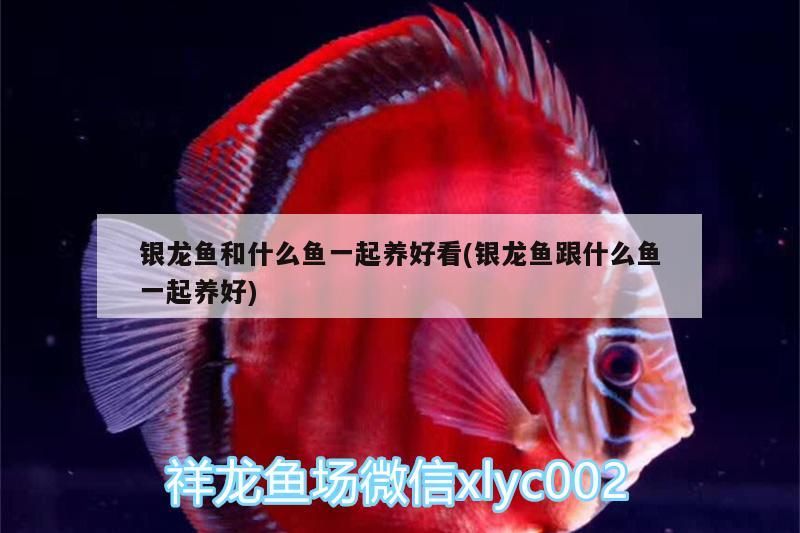 銀龍魚和什么魚一起養好看(銀龍魚跟什么魚一起養好)