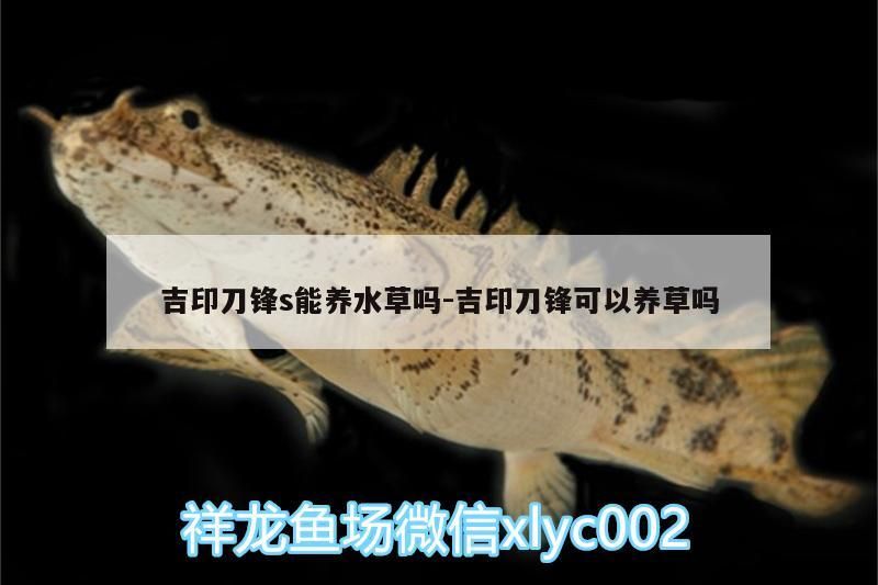 吉印刀鋒s能養水草嗎:吉印刀鋒可以養草嗎