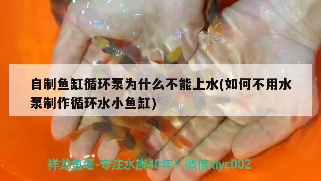 自制魚缸循環泵為什么不能上水(如何不用水泵制作循環水小魚缸)