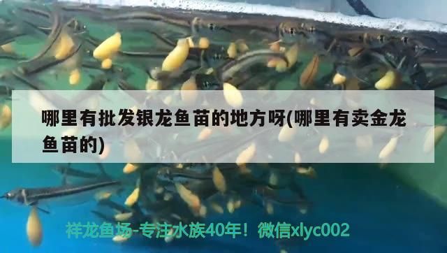 龍港區(qū)仟澈水族用品店 龍港區(qū)仟澈水族用品店 全國(guó)水族館企業(yè)名錄 第2張
