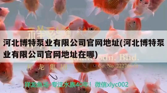 河北博特泵業有限公司官網地址(河北博特泵業有限公司官網地址在哪)