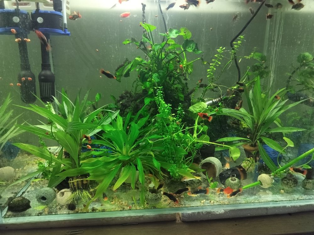 整個二氧化碳發生器