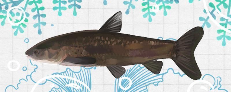 青魚吃什么食物能吃肉嗎