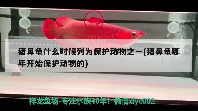 豬鼻龜什么時候列為保護動物之一(豬鼻龜哪年開始保護動物的)