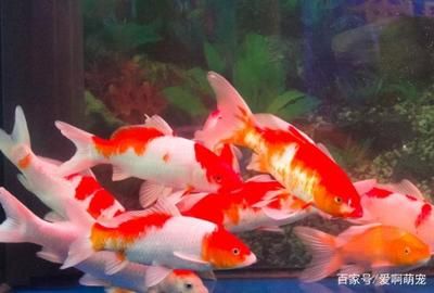 能用養魚的水澆花嗎？探索魚缸水的園藝妙用，魚缸水澆花，揭秘養魚水的園藝價值與使用技巧 能用養魚的水澆花嗎？探索魚缸水的園藝妙用，魚缸水澆花，揭秘養魚水的園藝價值與使用技巧 龍魚百科 第3張