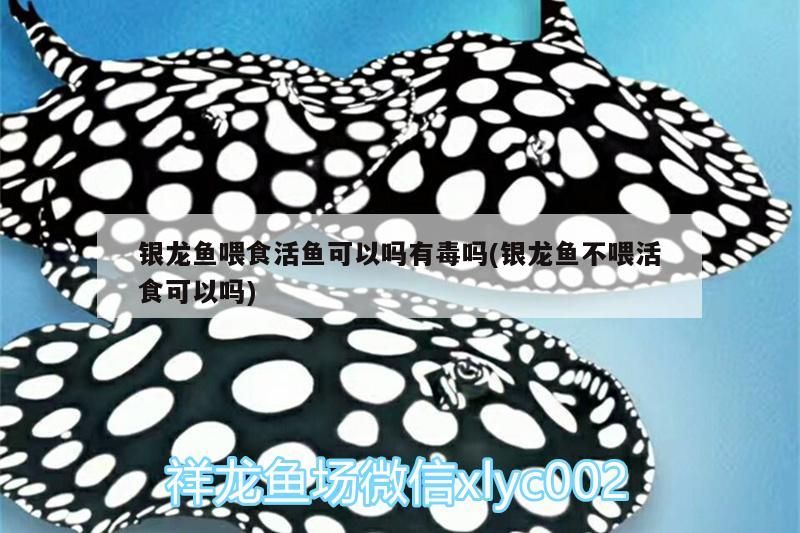 銀龍魚喂食活魚可以嗎有毒嗎(銀龍魚不喂活食可以嗎)