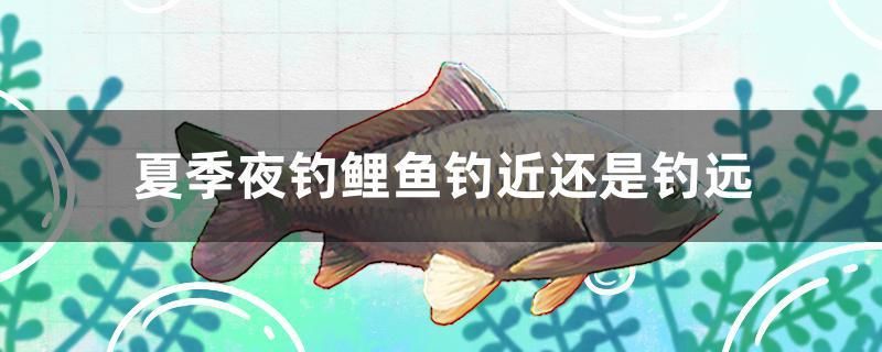 夏季夜釣鯉魚釣近還是釣遠