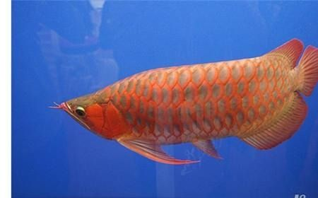 紅龍魚的壽命是多長時間：如何判斷紅龍魚的壽命