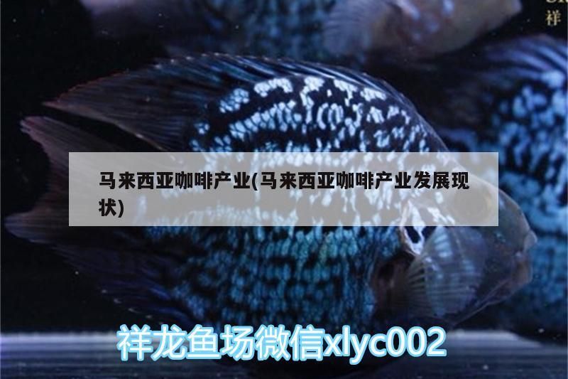 魚缸用增氧泵價格是多少:魚缸增氧機-xtrac增氧機-xtrac增氧機 馬來西亞咖啡產業(馬來西亞咖啡產業發展現狀) 馬來西亞咖啡 馬來西亞咖啡產業(馬來西亞咖啡產業發展現狀) 馬來西亞咖啡產業(馬來西亞咖啡產業發展現狀) 馬來西亞咖啡