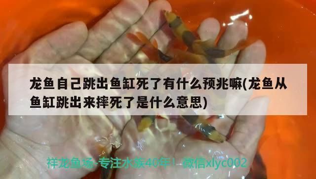 龍魚摔了一下就死了vs祥龍魚場：龍魚摔了一下就死了vs祥龍魚場的信譽評價如何正確飼養龍魚 龍魚摔了一下就死了vs祥龍魚場：龍魚摔了一下就死了vs祥龍魚場的信譽評價如何正確飼養龍魚 vs祥龍魚場 第2張