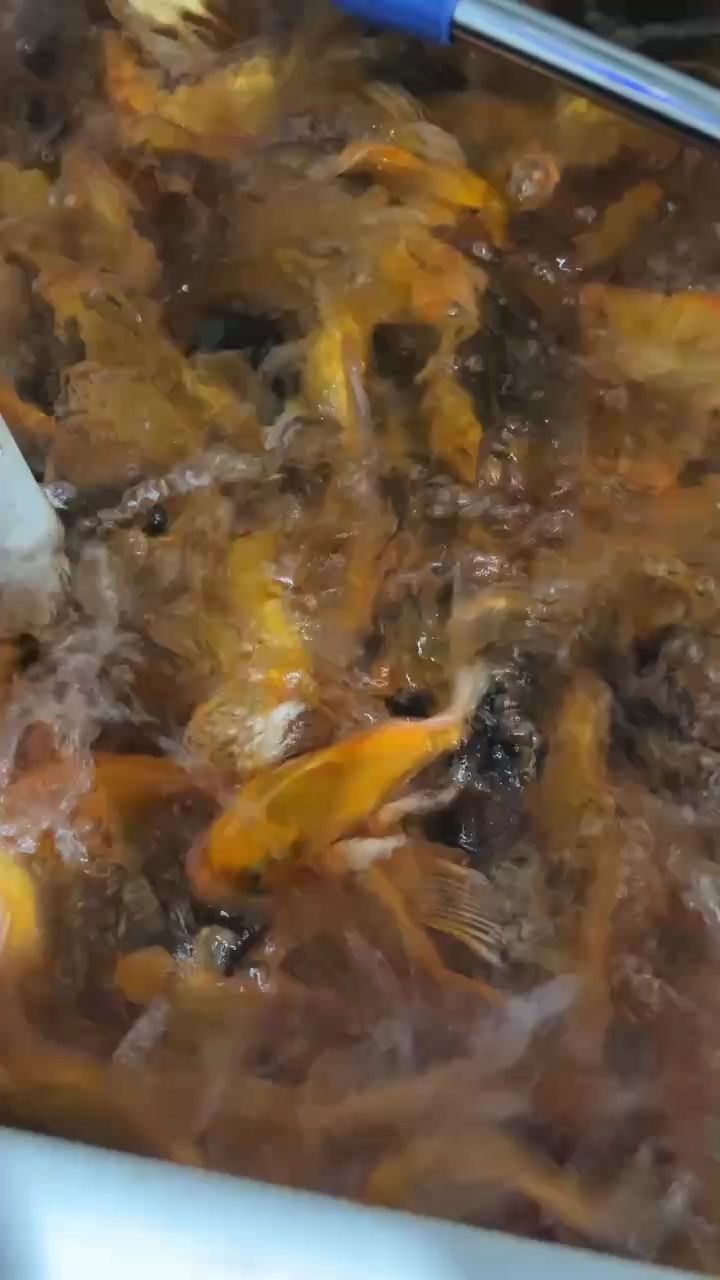 喜歡的來 喜歡的來 龍魚論壇