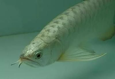 虎魚身上長了一層白膜圖片：關于虎魚身上長白膜的一些信息和解決方案，希望你有所幫助