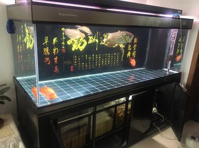彩蝶魚缸和博特魚缸對比哪個好：彩蝶魚缸和博特魚缸哪個好