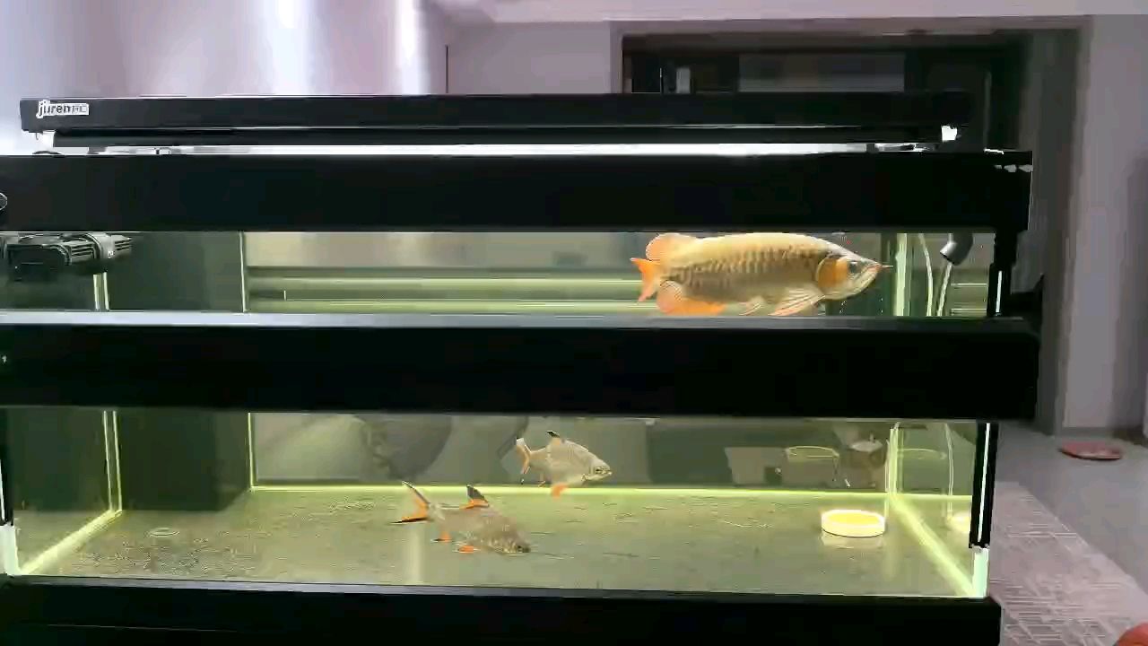 好久沒曬魚了，今天展示一下！