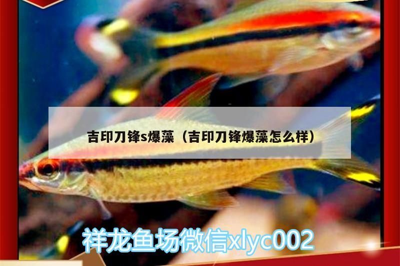 吉印刀鋒s爆藻（吉印刀鋒爆藻怎么樣）
