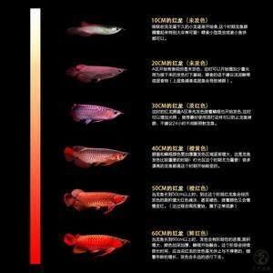 紅龍魚品質好壞怎么看圖解：如何通過視覺觀察判斷紅龍魚的品質