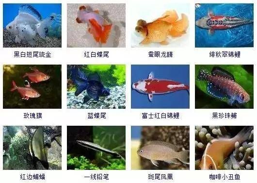哪種龍魚好養(yǎng)又便宜？新手入門推薦與飼養(yǎng)指南，新手必看，好養(yǎng)又便宜的龍魚推薦與飼養(yǎng)全攻略