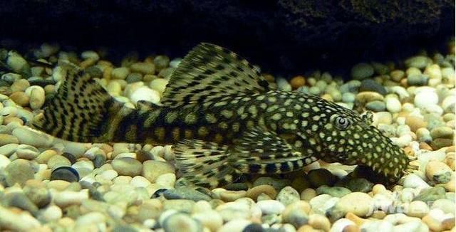 老魚匠加熱棒怎么查真假的啊(老魚匠的加熱棒怎么樣)