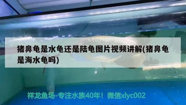 魚缸用增氧泵價格是多少:魚缸增氧機-xtrac增氧機-xtrac增氧機 豬鼻龜是水龜還是陸龜圖片視頻講解(豬鼻龜是海水龜嗎) 豬鼻龜百科 豬鼻龜是水龜還是陸龜圖片視頻講解(豬鼻龜是海水龜嗎) 豬鼻龜是水龜還是陸龜圖片視頻講解(豬鼻龜是海水龜嗎) 豬鼻龜百科