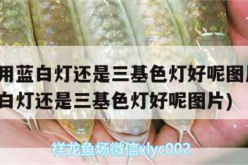 銀龍魚用藍白燈還是三基色燈好呢圖片(銀龍魚用藍白燈還是三基色燈好呢圖片)