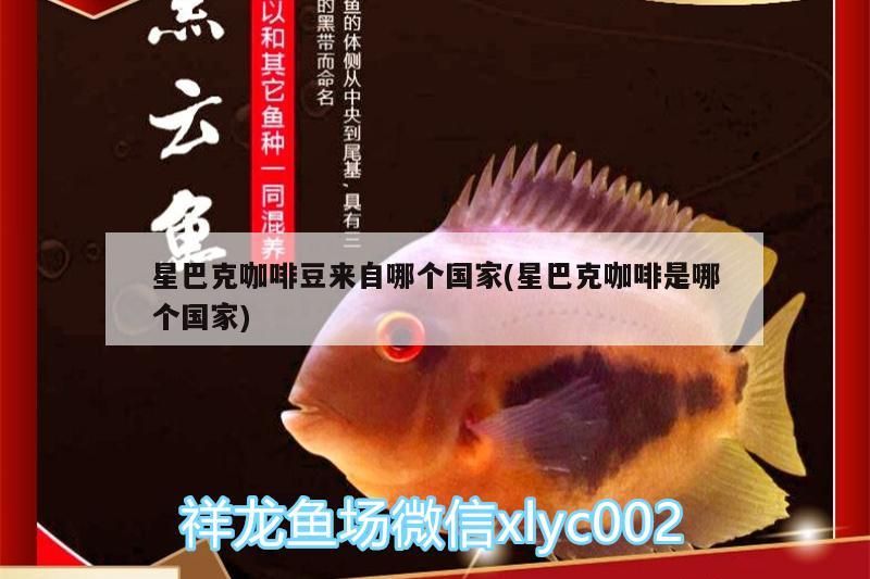 魚缸過濾器選購指南:自制魚缸過濾器魚缸上置過濾器對于養(yǎng)魚愛好者的必備知識 星巴克咖啡豆來自哪個(gè)國家(星巴克咖啡是哪個(gè)國家) 馬來西亞咖啡 星巴克咖啡豆來自哪個(gè)國家(星巴克咖啡是哪個(gè)國家) 星巴克咖啡豆來自哪個(gè)國家(星巴克咖啡是哪個(gè)國家) 馬來西亞咖啡