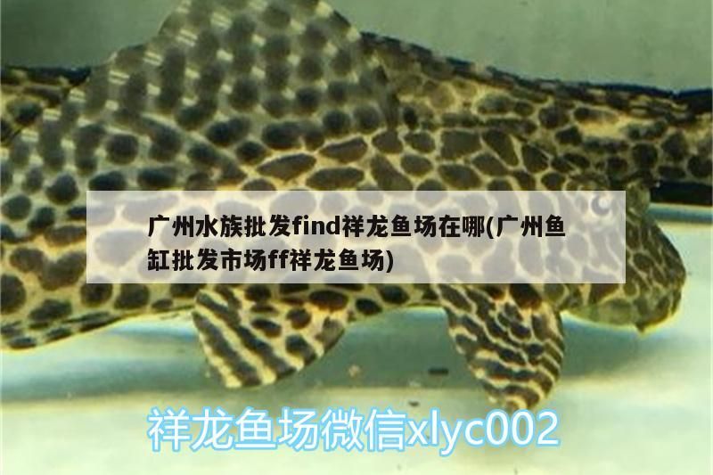 廣州水族批發find祥龍魚場在哪(廣州魚缸批發市場ff祥龍魚場)