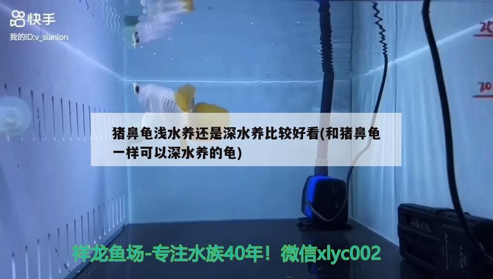 豬鼻龜淺水養(yǎng)還是深水養(yǎng)比較好看(和豬鼻龜一樣可以深水養(yǎng)的龜)