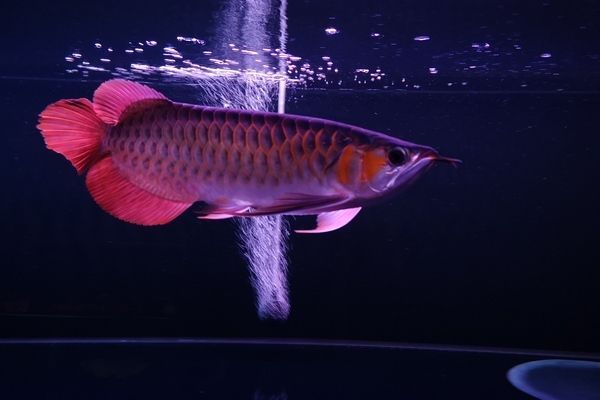 龍魚身上有白色線蟲vs祥龍魚場：祥龍魚場的評價如何，龍魚常見疾病及防治