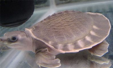 豬鼻龜保護級別：豬鼻龜是幾級保護動物的幾級保護動物是幾級保護動物嗎