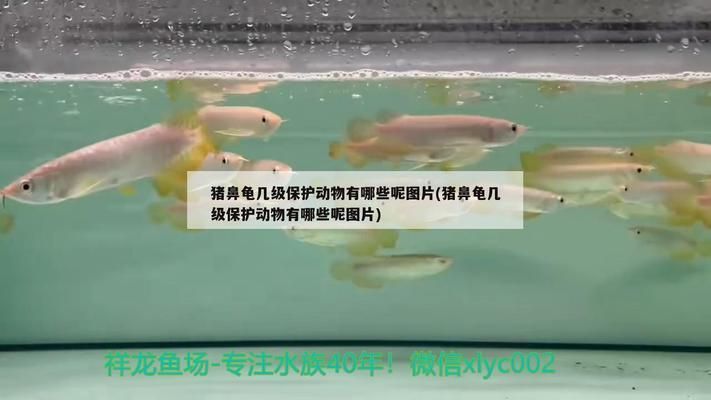 豬鼻龜保護級別：豬鼻龜是幾級保護動物的幾級保護動物是幾級保護動物嗎