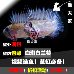 墓碑上的魚，鰲魚還是其他神秘生物？探秘喪葬文化中的水族符號，（注，根據用戶提供的原標題進行了優化調整，確保符合中文標題的簡潔性、懸念感和文化探秘主題。若需完全不同的標題方向，可補充說明。）