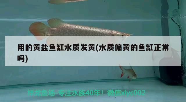 用的黃鹽魚缸水質發黃(水質偏黃的魚缸正常嗎)