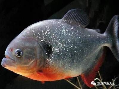 虎魚學(xué)名叫什么：虎魚學(xué)名叫什么虎魚學(xué)名叫什么