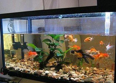 1.2米魚缸一次加多少鹽呢：1.2米的魚缸一次加多少鹽對魚類健康產生負面影響