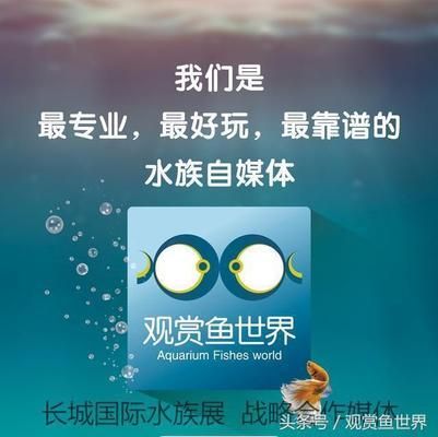 母藍(lán)曼龍最害怕的三個東西，母藍(lán)曼龍最害怕的三個東西