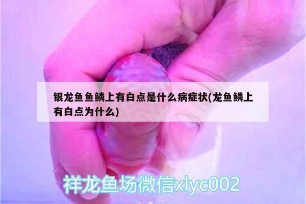 龍魚鱗片上生白點 老水vs祥龍魚場：如何預(yù)防龍魚疾病