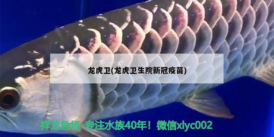 龍虎衛(龍虎衛生院新冠疫苗)