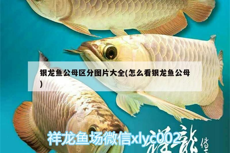 銀龍魚公母區(qū)分圖片大全(怎么看銀龍魚公母)