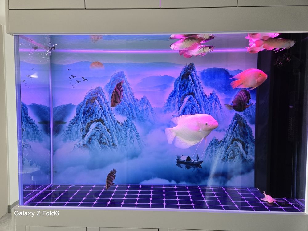 龍魚魚缸搬家需要注意什么，，魚缸搬家需要注意什么