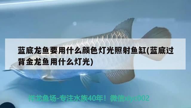 藍底龍魚要用什么顏色燈光照射魚缸(藍底過背金龍魚用什么燈光)