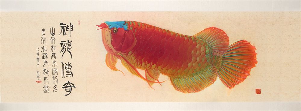 紅龍魚怎么畫？：紅龍魚畫法詳細(xì)步驟和技巧