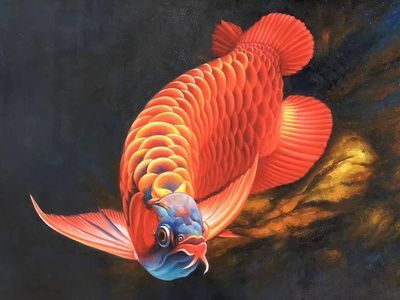 紅龍魚怎么畫？：紅龍魚畫法詳細(xì)步驟和技巧