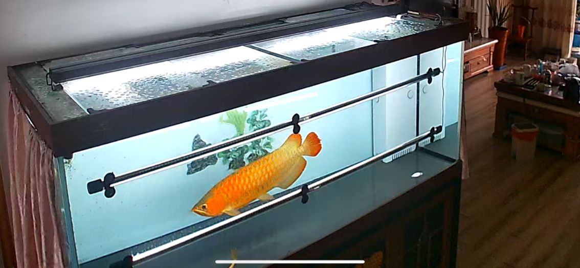 愛龍魚