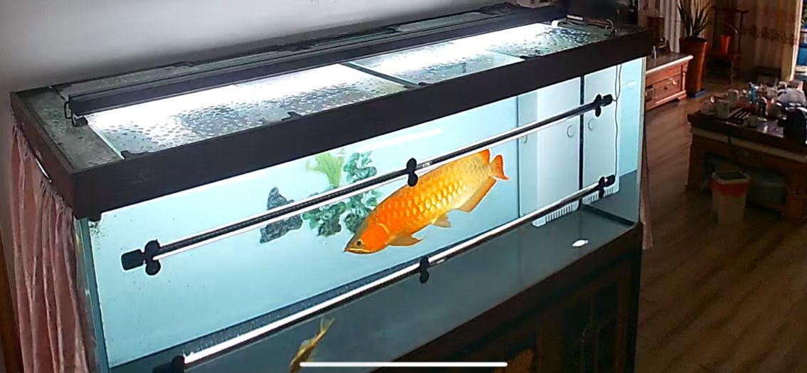 愛龍魚